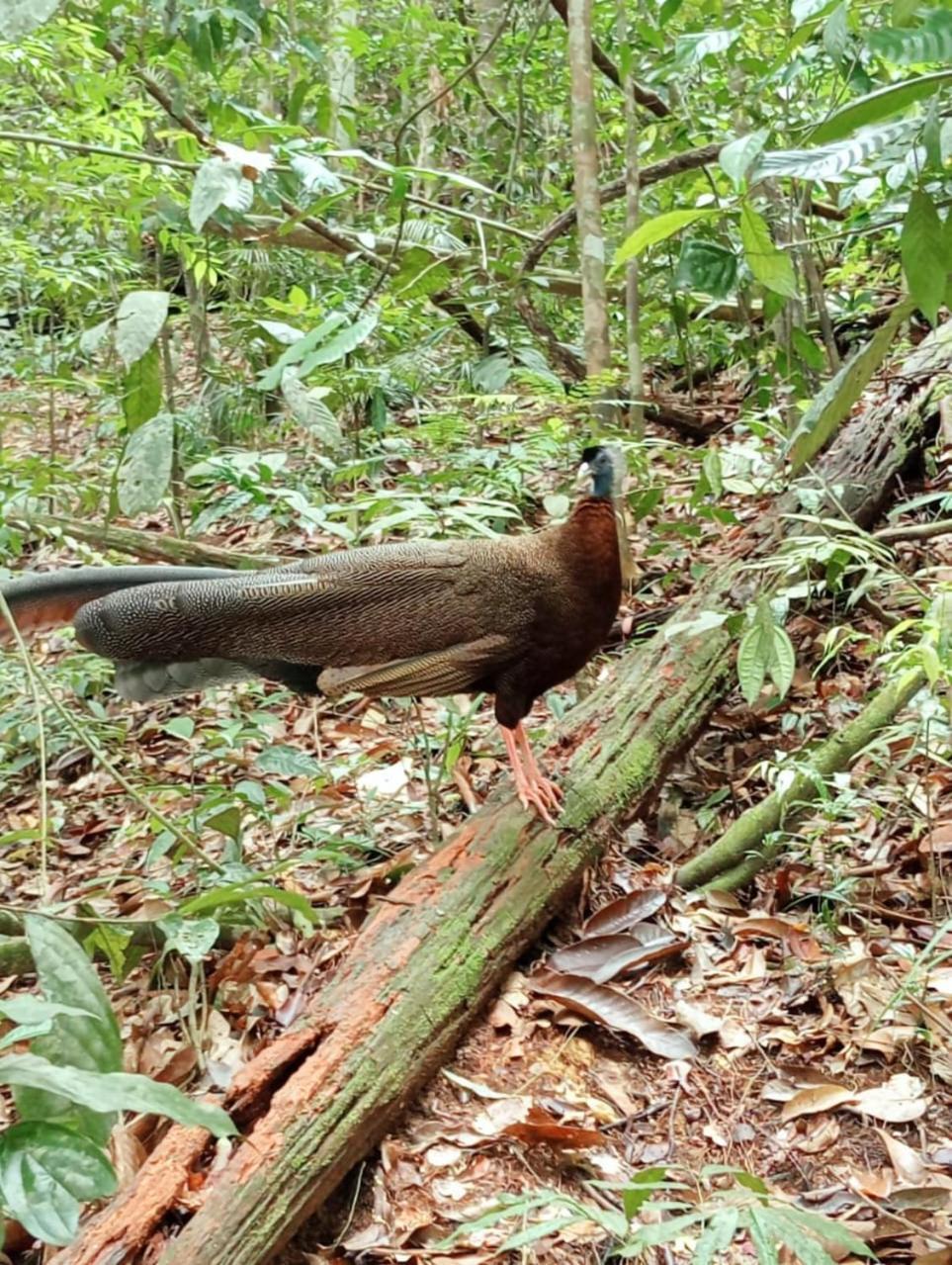 Landak River Guest House Only Trekking With Us Bukit Lawang Eksteriør billede