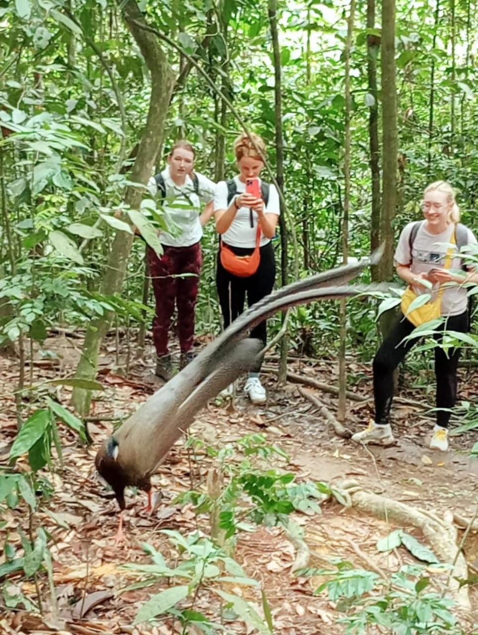 Landak River Guest House Only Trekking With Us Bukit Lawang Eksteriør billede