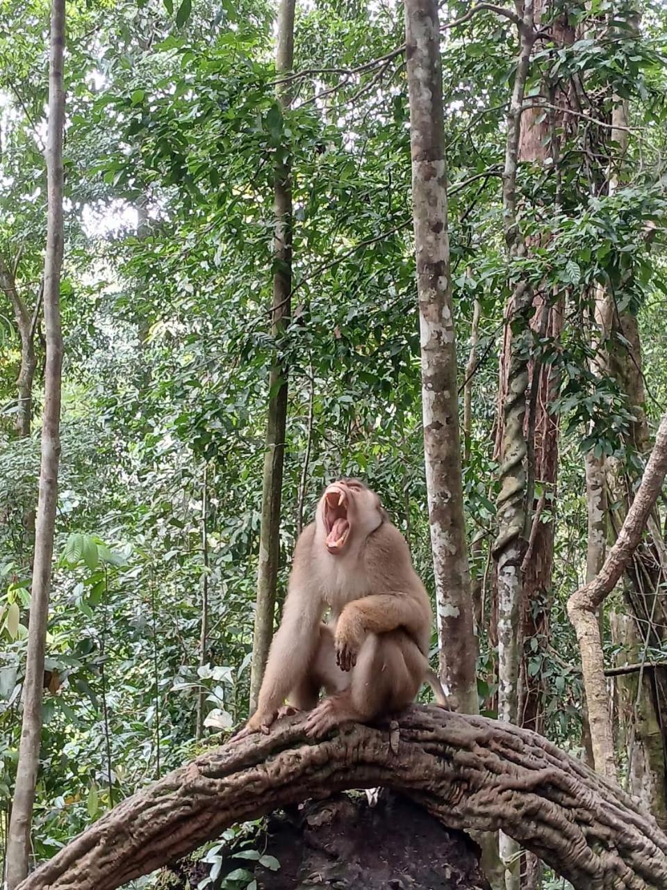 Landak River Guest House Only Trekking With Us Bukit Lawang Eksteriør billede
