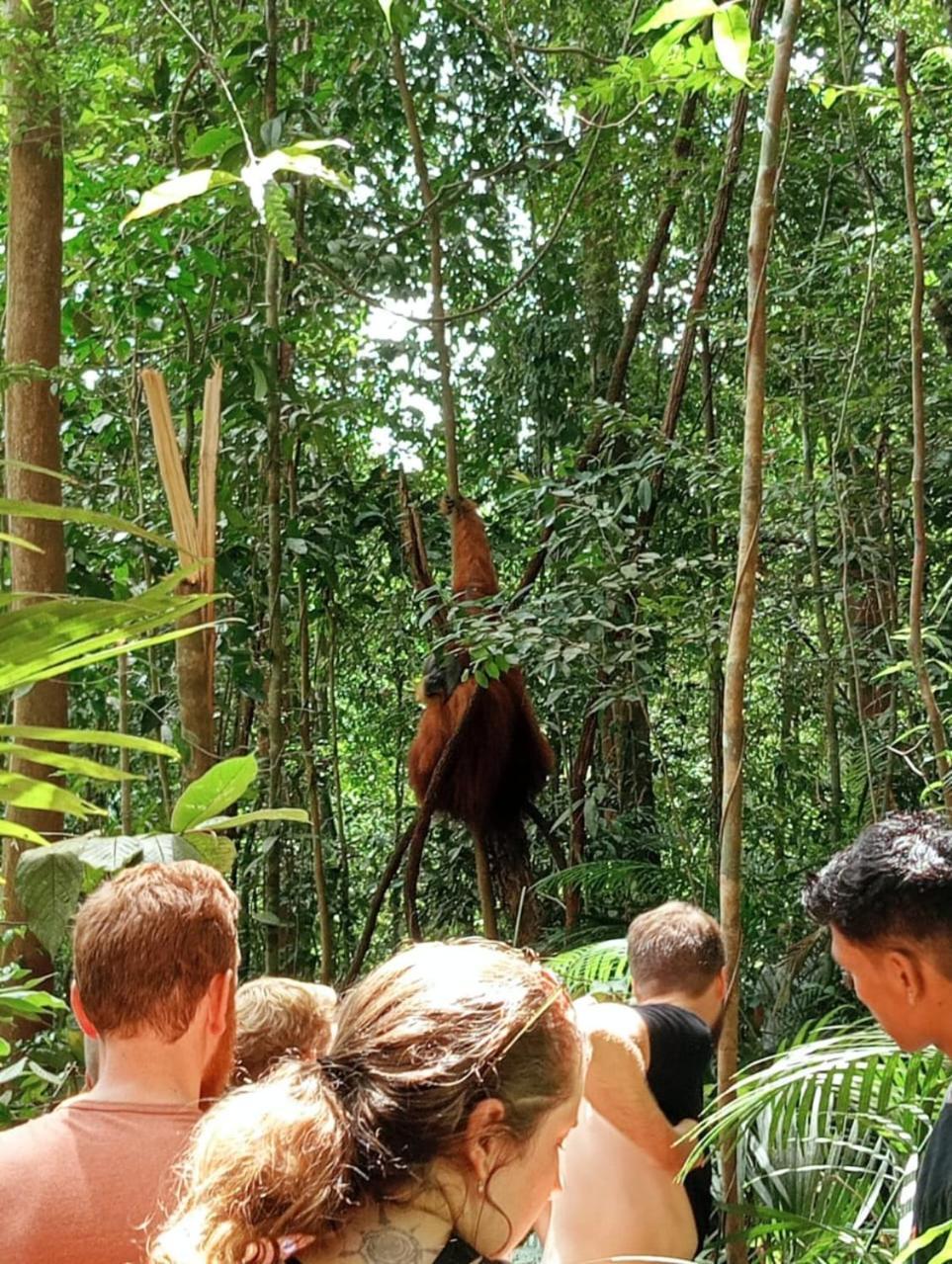 Landak River Guest House Only Trekking With Us Bukit Lawang Eksteriør billede