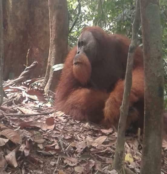Landak River Guest House Only Trekking With Us Bukit Lawang Eksteriør billede