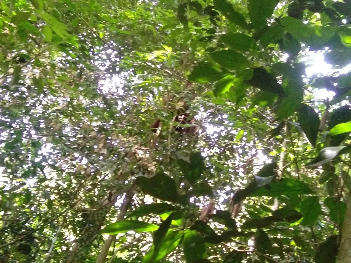Landak River Guest House Only Trekking With Us Bukit Lawang Eksteriør billede
