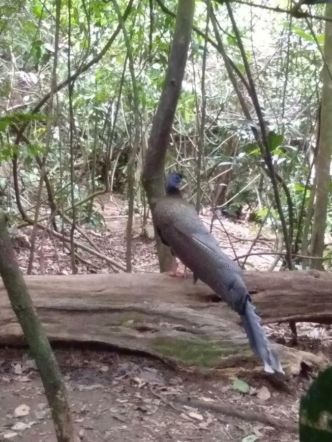 Landak River Guest House Only Trekking With Us Bukit Lawang Eksteriør billede