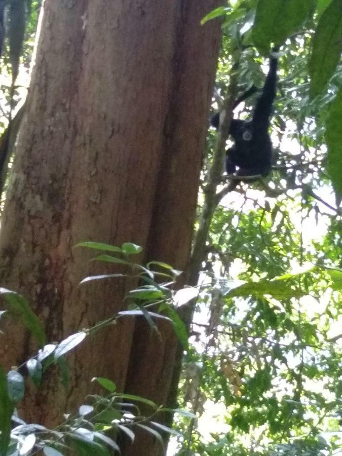 Landak River Guest House Only Trekking With Us Bukit Lawang Eksteriør billede