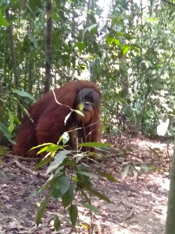 Landak River Guest House Only Trekking With Us Bukit Lawang Eksteriør billede